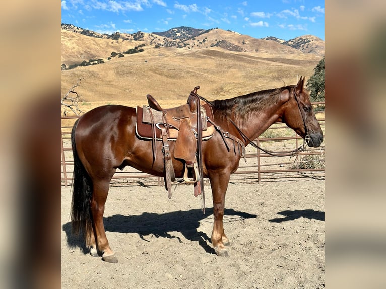 American Quarter Horse Castrone 14 Anni Sauro scuro in King City, CA