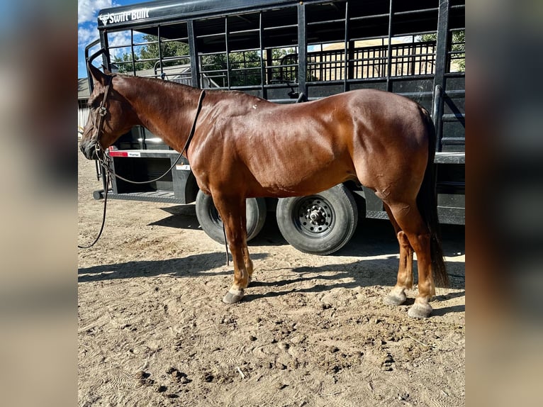 American Quarter Horse Castrone 14 Anni Sauro scuro in King City, CA