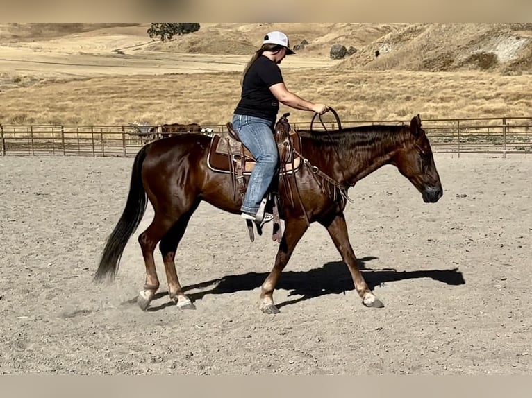 American Quarter Horse Castrone 14 Anni Sauro scuro in King City, CA