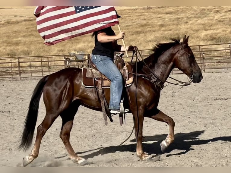 American Quarter Horse Castrone 14 Anni Sauro scuro in King City, CA