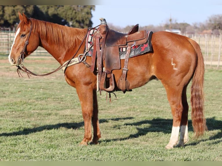 American Quarter Horse Castrone 14 Anni Sauro scuro in Lipan TX