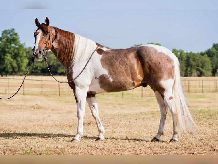 American Quarter Horse Castrone 14 Anni Sauro scuro in Lipan TX