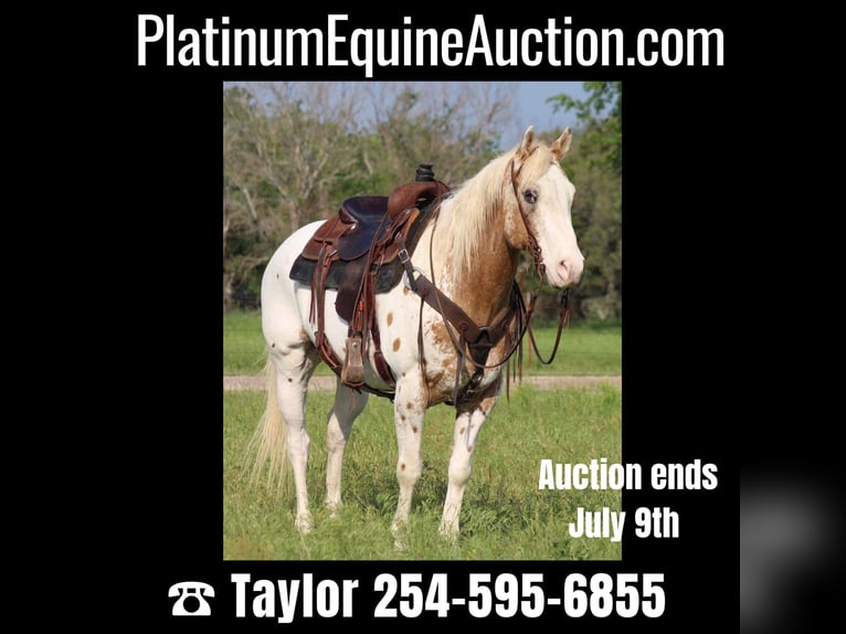 American Quarter Horse Castrone 14 Anni Sauro scuro in Morgan Mill TX