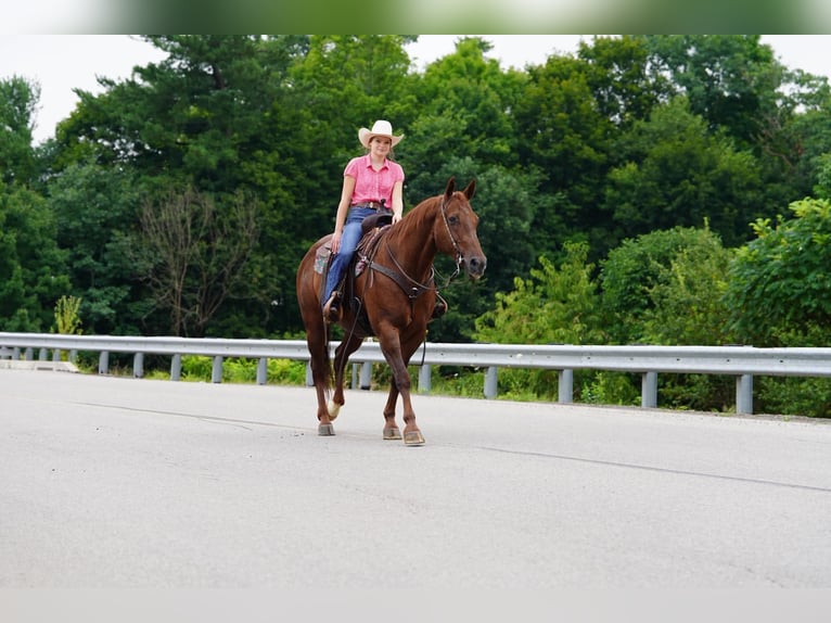 American Quarter Horse Castrone 14 Anni Sauro scuro in Clarion