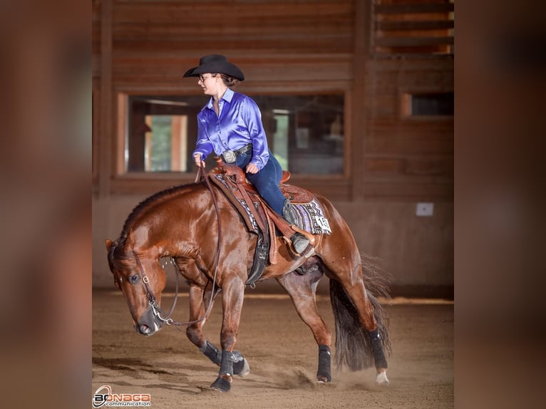 American Quarter Horse Castrone 14 Anni Sauro scuro in Trento