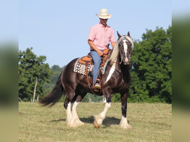 American Quarter Horse Castrone 14 Anni Tobiano-tutti i colori in Brodhead Ky