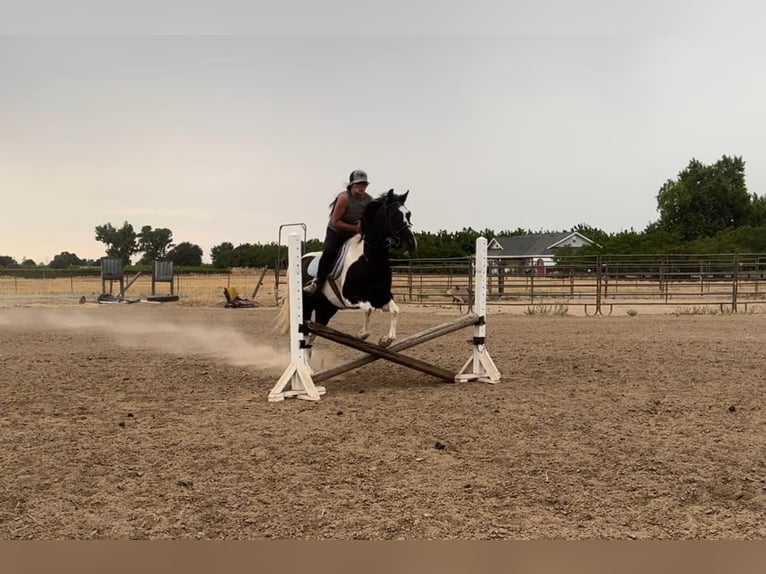 American Quarter Horse Castrone 14 Anni Tobiano-tutti i colori in Lodi CA