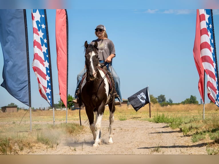 American Quarter Horse Castrone 14 Anni Tobiano-tutti i colori in Lodi CA