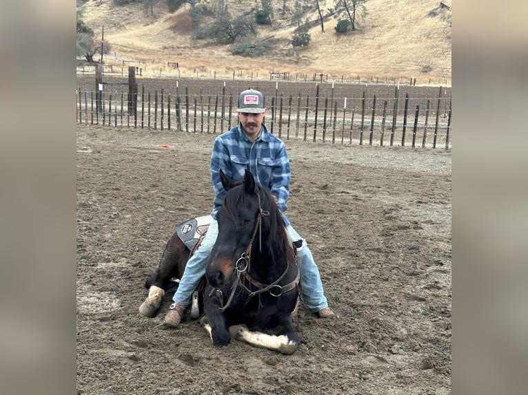 American Quarter Horse Castrone 14 Anni Tobiano-tutti i colori in Paicines CA