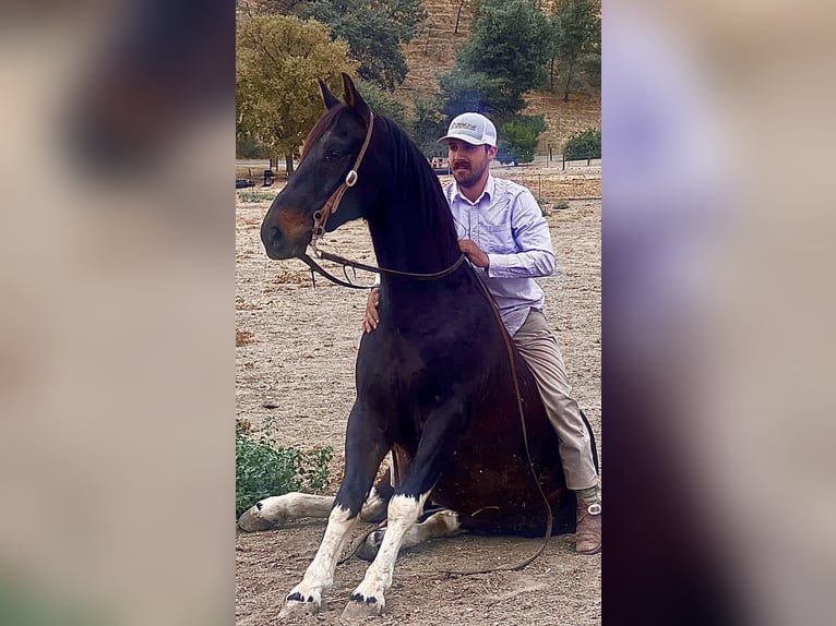 American Quarter Horse Castrone 14 Anni Tobiano-tutti i colori in Paicines CA