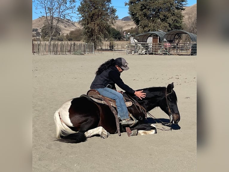 American Quarter Horse Castrone 14 Anni Tobiano-tutti i colori in Paicines CA