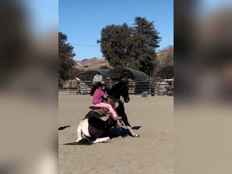 American Quarter Horse Castrone 14 Anni Tobiano-tutti i colori in Paicines CA