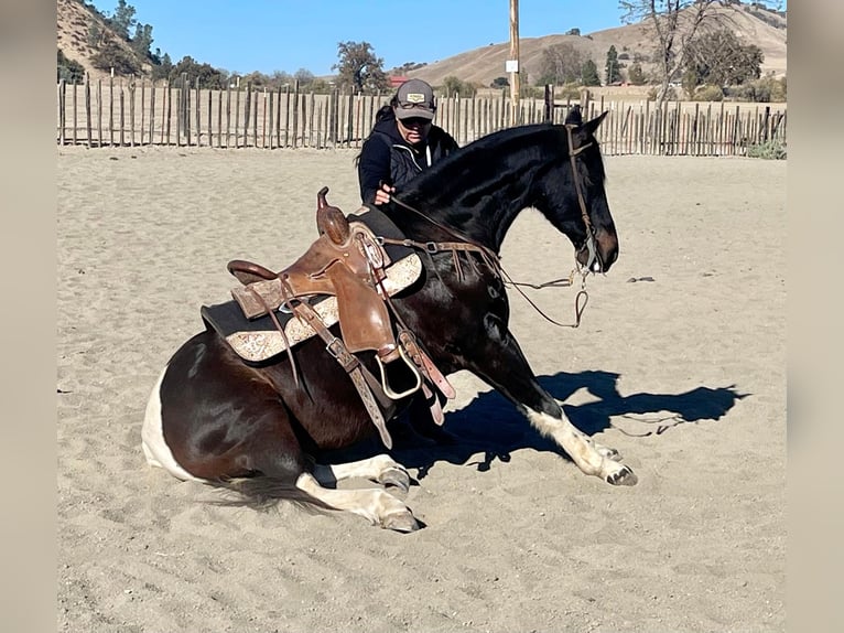 American Quarter Horse Castrone 14 Anni Tobiano-tutti i colori in Paicines CA