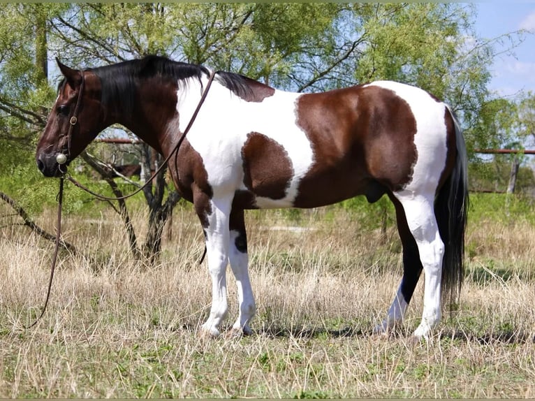 American Quarter Horse Castrone 14 Anni Tobiano-tutti i colori in Weatherford, TX