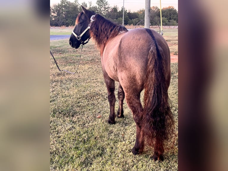 American Quarter Horse Castrone 15 Anni 119 cm Grullo in Mt Hope Al