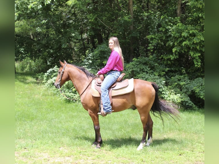 American Quarter Horse Castrone 15 Anni 132 cm Baio ciliegia in Lisbon IA