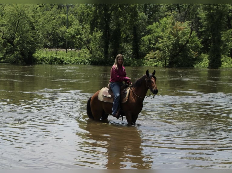 American Quarter Horse Castrone 15 Anni 132 cm Baio ciliegia in Lisbon IA