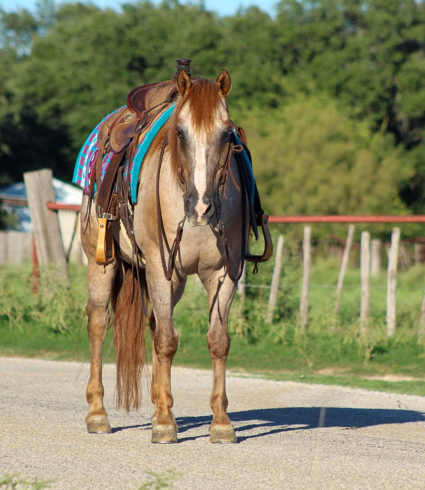 American Quarter Horse Castrone 15 Anni 137 cm Roano rosso in Stephenville TX