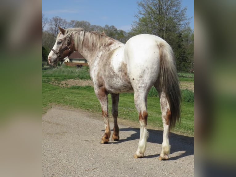 American Quarter Horse Castrone 15 Anni 140 cm Bianco in Effingham Il