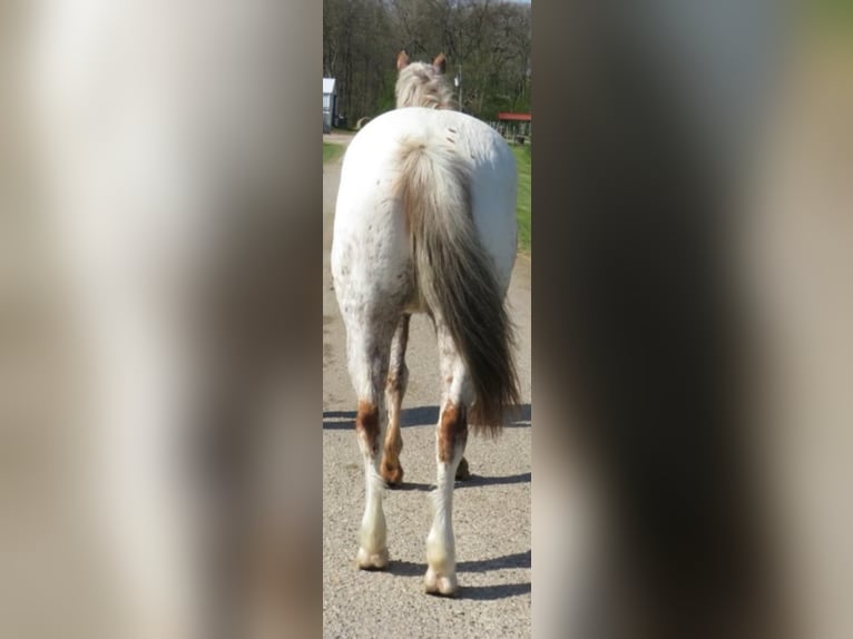 American Quarter Horse Castrone 15 Anni 140 cm Bianco in Effingham Il