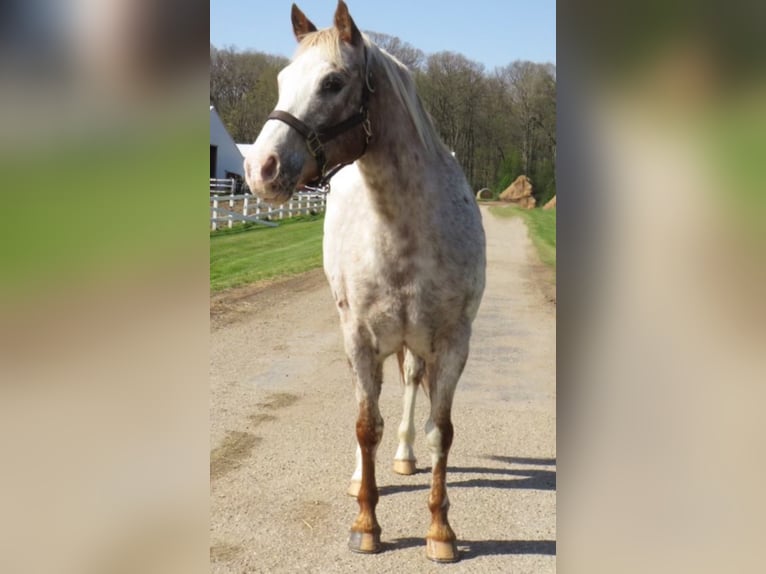 American Quarter Horse Castrone 15 Anni 140 cm Bianco in Effingham Il