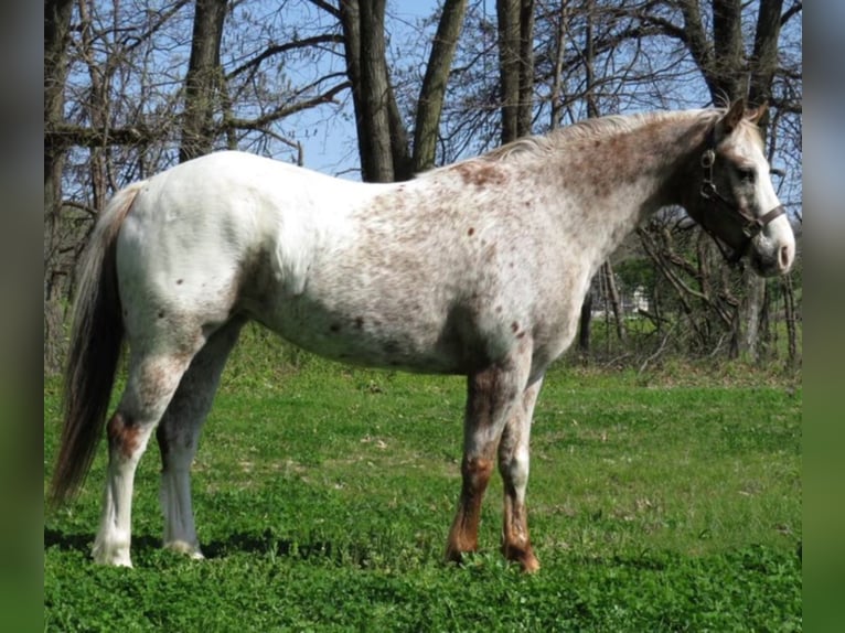 American Quarter Horse Castrone 15 Anni 140 cm Bianco in Effingham Il