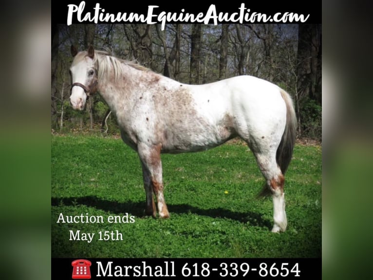 American Quarter Horse Castrone 15 Anni 140 cm Bianco in Effingham Il