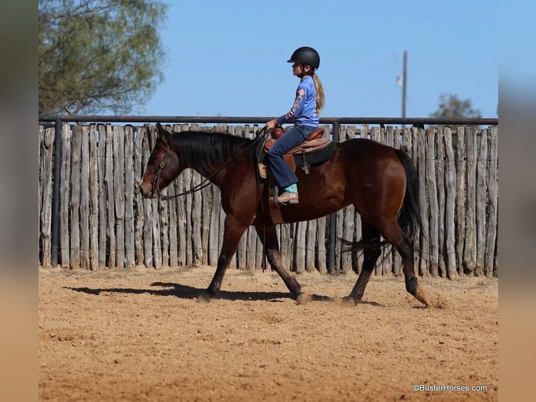 American Quarter Horse Castrone 15 Anni 142 cm Baio ciliegia in Weatherford TX