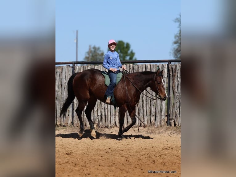 American Quarter Horse Castrone 15 Anni 142 cm Baio ciliegia in Weatherford TX