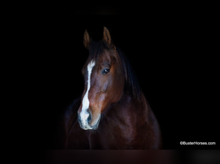 American Quarter Horse Castrone 15 Anni 142 cm Baio ciliegia in Weatherford TX