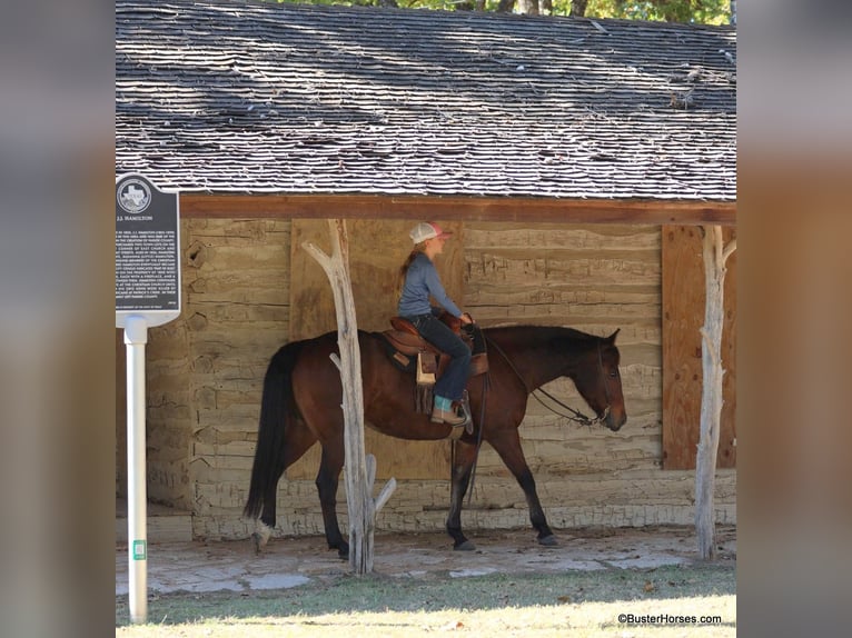 American Quarter Horse Castrone 15 Anni 142 cm Baio ciliegia in Weatherford TX