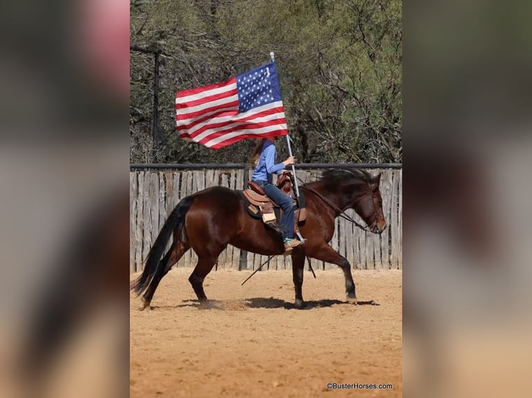 American Quarter Horse Castrone 15 Anni 142 cm Baio ciliegia in Weatherford TX