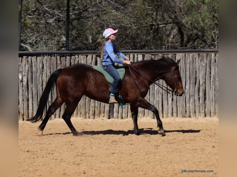 American Quarter Horse Castrone 15 Anni 142 cm Baio ciliegia in Weatherford TX