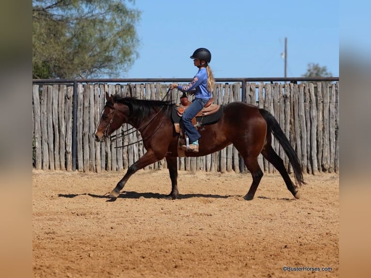 American Quarter Horse Castrone 15 Anni 142 cm Baio ciliegia in Weatherford TX