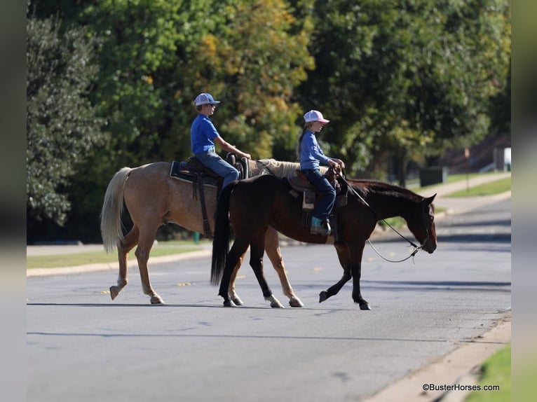 American Quarter Horse Castrone 15 Anni 142 cm Baio ciliegia in Weatherford TX