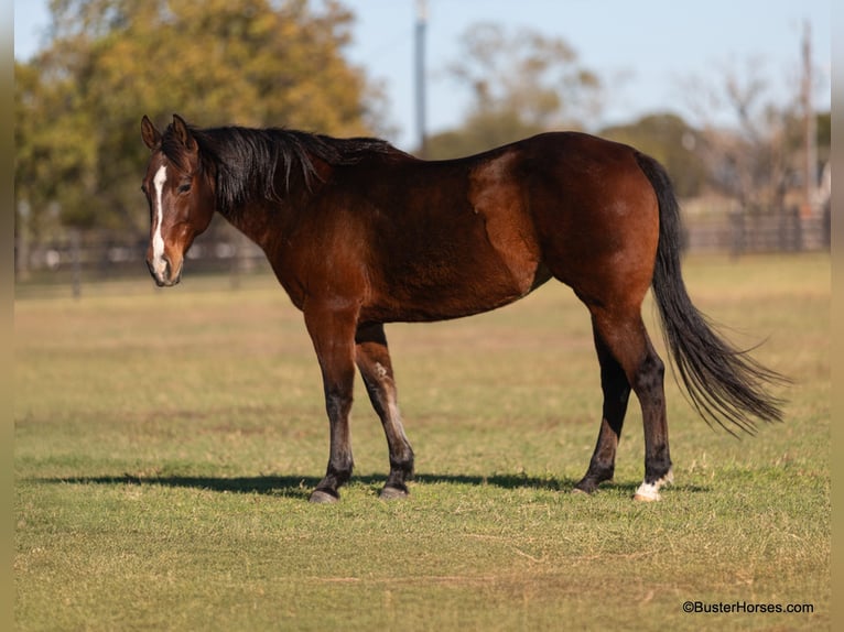 American Quarter Horse Castrone 15 Anni 142 cm Baio ciliegia in Weatherford TX