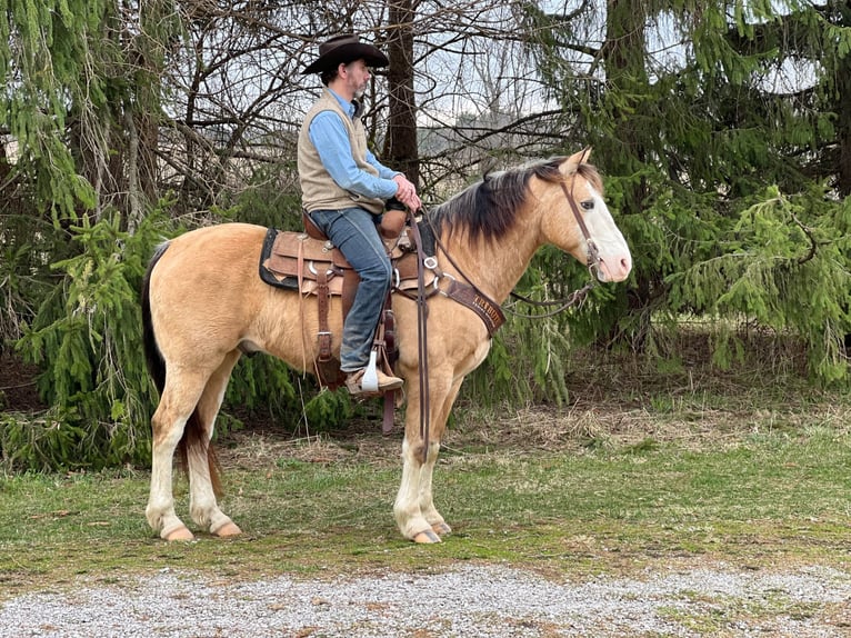 American Quarter Horse Castrone 15 Anni 142 cm Pelle di daino in Ashland, OH
