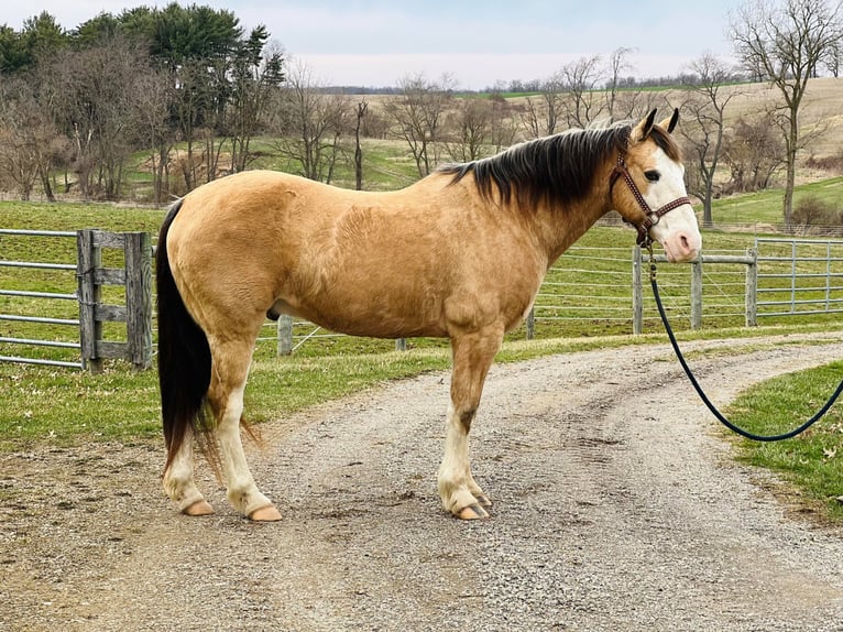 American Quarter Horse Castrone 15 Anni 142 cm Pelle di daino in Ashland, OH