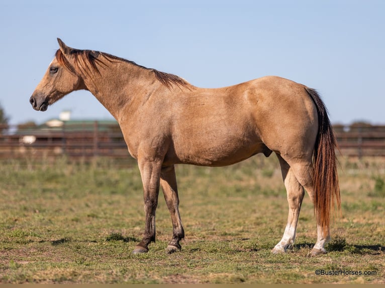 American Quarter Horse Castrone 15 Anni 142 cm Pelle di daino in Weatherford, TX