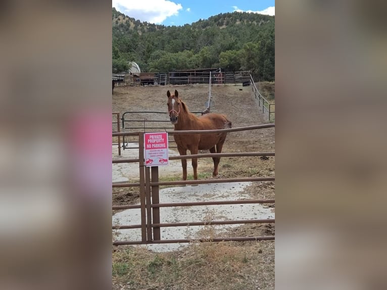 American Quarter Horse Mix Castrone 15 Anni 142 cm Sauro ciliegia in Herriman