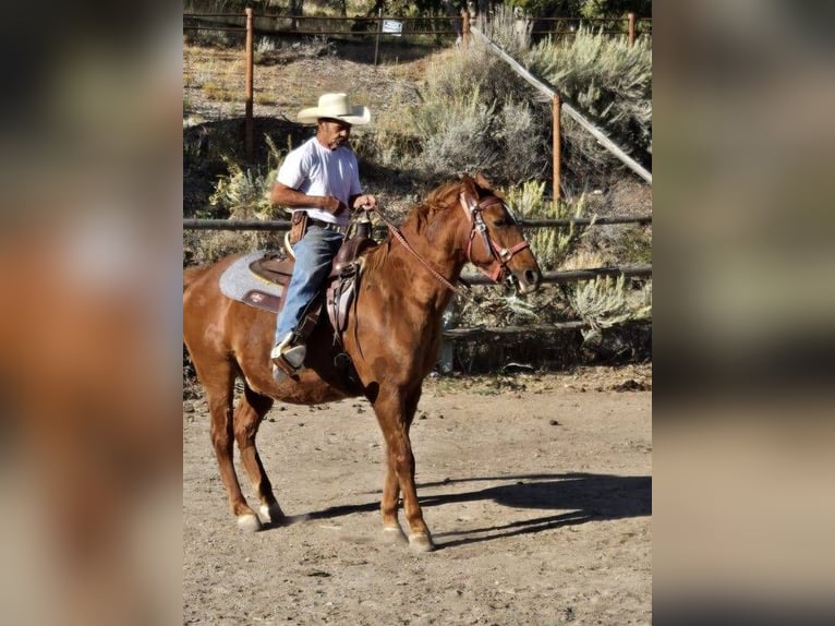 American Quarter Horse Mix Castrone 15 Anni 142 cm Sauro ciliegia in Herriman