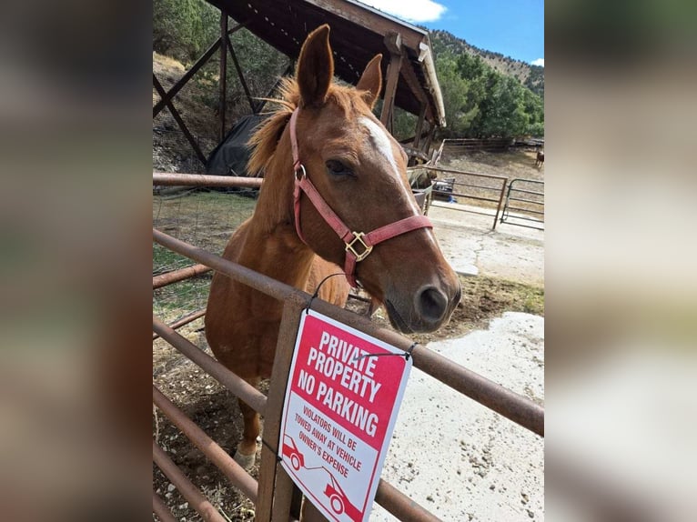 American Quarter Horse Mix Castrone 15 Anni 142 cm Sauro ciliegia in Herriman