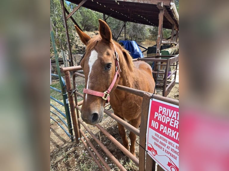 American Quarter Horse Mix Castrone 15 Anni 142 cm Sauro ciliegia in Herriman