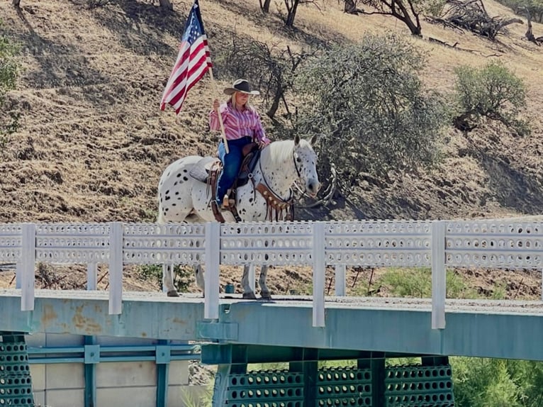 American Quarter Horse Castrone 15 Anni 142 cm Sauro ciliegia in Bitterwater Ca