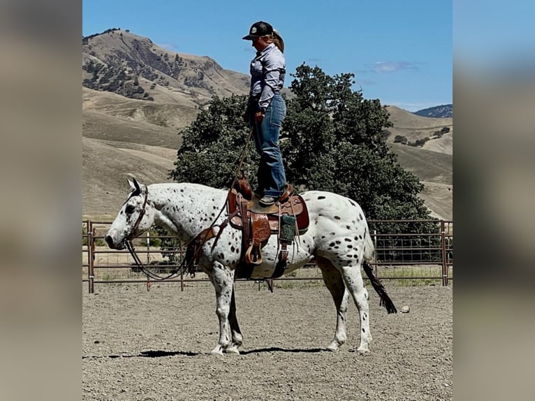 American Quarter Horse Castrone 15 Anni 142 cm Sauro ciliegia in Bitterwater Ca