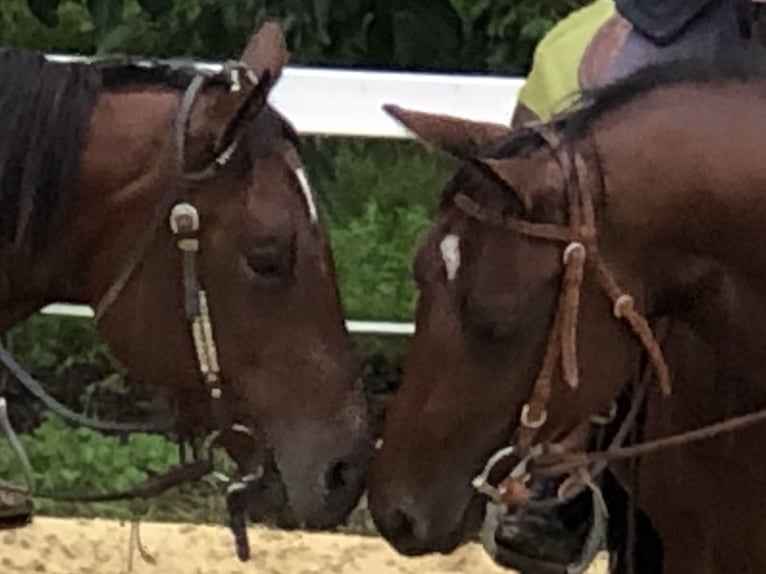 American Quarter Horse Castrone 15 Anni 145 cm Baio in Kressbronn am Bodensee