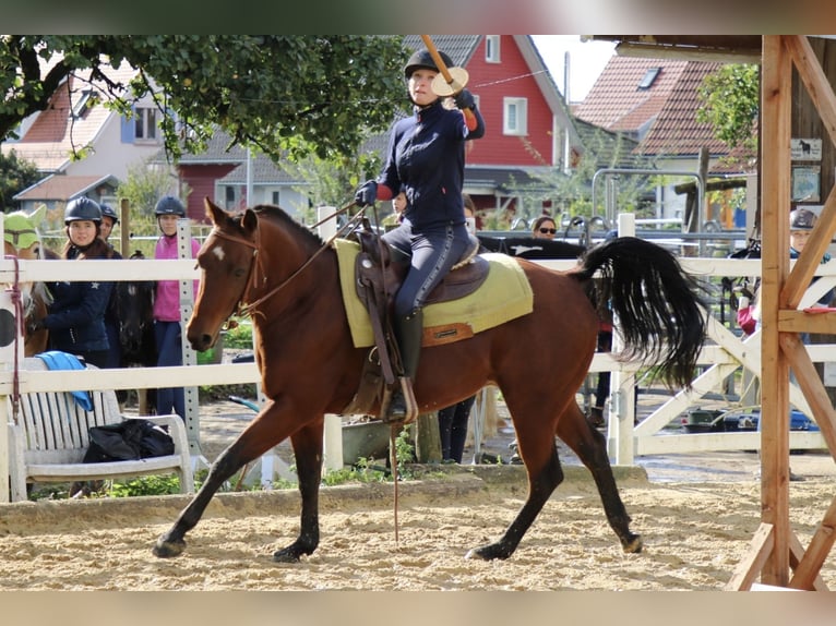 American Quarter Horse Castrone 15 Anni 145 cm Baio in Kressbronn am Bodensee