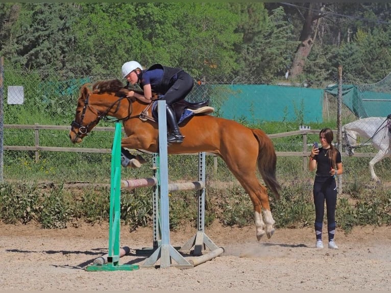 American Quarter Horse Castrone 15 Anni 145 cm Baio chiaro in Morata De Taju&#xF1;a