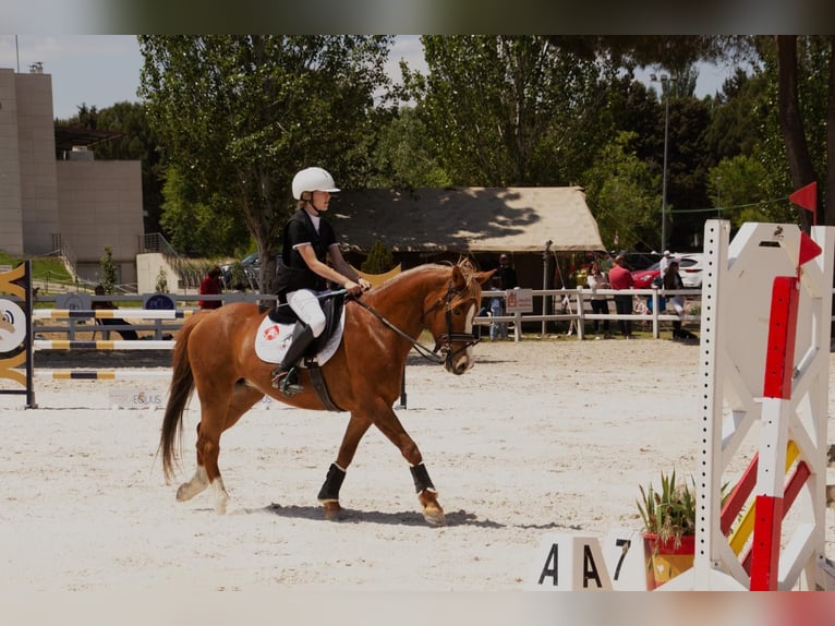 American Quarter Horse Castrone 15 Anni 145 cm Baio chiaro in Morata De Taju&#xF1;a