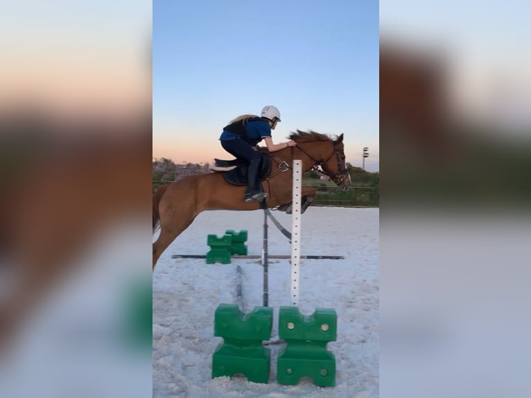 American Quarter Horse Castrone 15 Anni 145 cm Baio chiaro in Morata De Taju&#xF1;a